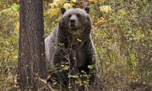 Туристка была найдена мёртвой после встречи с медведем