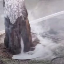 Пожарным пришлось тушить дерево, задымившееся из-за жаркой погоды