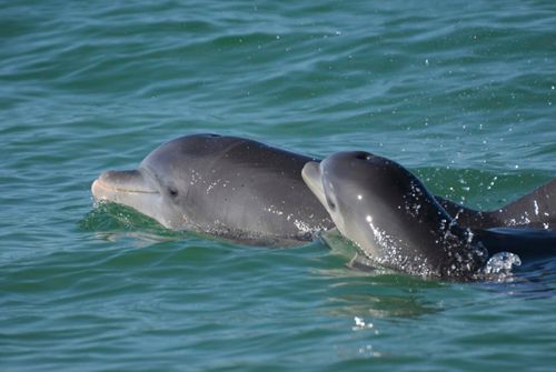 Дельфин сломал купавшемуся мужчине несколько ребёр