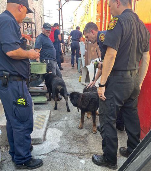 Пожарные спасли собаку, которая испугалась фейерверков и забилась в щель между двумя зданиями