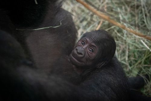 Горилла, которую сотрудники зоопарка считали самцом, забеременела и родила детёныша