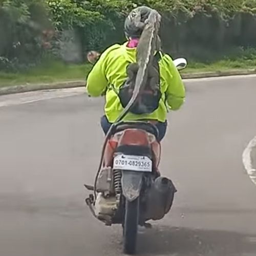 Мотоциклист отправился в поездку, прихватив с собой любимую игуану