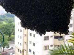Пчёлы, поселившиеся на балконе, были изгнаны бензином