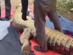 Тело пропавшего пожилого мужчины обнаружили в брюхе застреленного крокодила