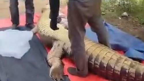 Тело пропавшего пожилого мужчины обнаружили в брюхе застреленного крокодила