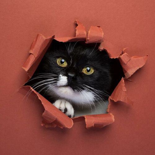 Фотограф снял серию портретов кошек, которые лезут сквозь бумажную стену