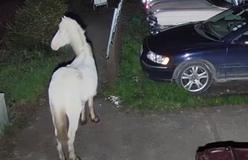 Лошади, вознамерившиеся сбежать от хозяина, попались благодаря камере видеонаблюдения
