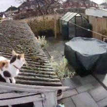 Кошка совершила прыжок в стиле супергероев и врезалась в камеру видеонаблюдения