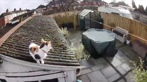 Кошка совершила прыжок в стиле супергероев и врезалась в камеру видеонаблюдения