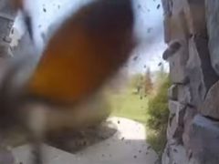 С помощью камеры видеонаблюдения домовладельцы убедились, что их дом захватили пчёлы