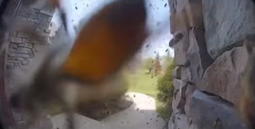 С помощью камеры видеонаблюдения домовладельцы убедились, что их дом захватили пчёлы