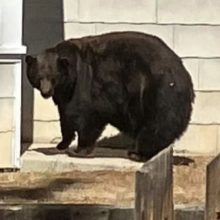 Медведицу, вломившуюся в 21 дом, переселят в заповедник