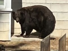 Медведицу, вломившуюся в 21 дом, переселят в заповедник