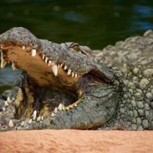 Проведя полтора часа в пасти крокодила, женщина осталась жива