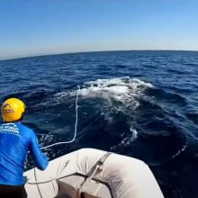 Спасатели помогли горбатому киту, который зацепился за якорь