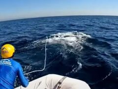 Спасатели помогли горбатому киту, который зацепился за якорь