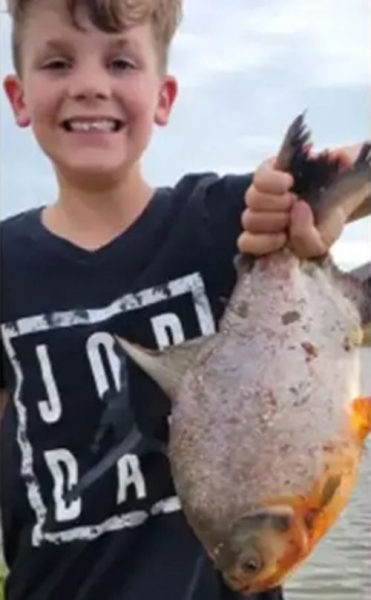 Мальчик поймал в пруду рыбу, которая не должна была там обитать