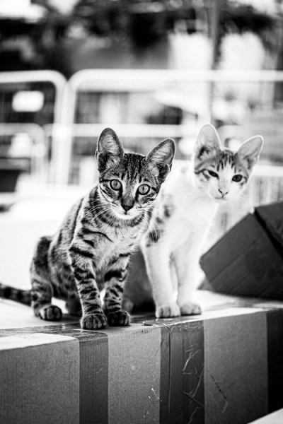 Фотограф делает уличные портреты бездомных кошек, чтобы люди стали добрее к этим животным