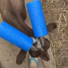 Хозяйка использовала поролоновые трубки, чтобы отучить козу бодаться