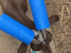 Хозяйка использовала поролоновые трубки, чтобы отучить козу бодаться