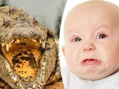 Учёные выяснили, что крокодилов привлекают детские крики
