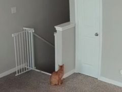 Кошка выжидала двадцать минут, чтобы напугать хозяина на лестнице