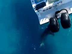Акула напала на мотор рыбацкой лодки и сильно его повредила