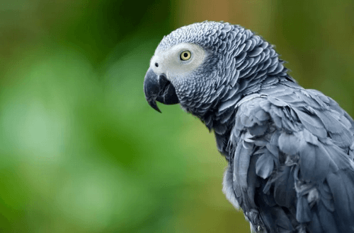 Убийцы попугая, жестоко пытавшие птицу, сядут в тюрьму