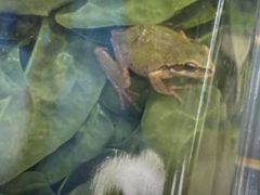 В купленном шпинате нашлась живая лягушка
