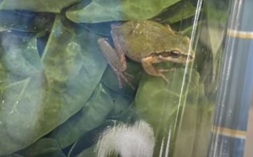 В купленном шпинате нашлась живая лягушка