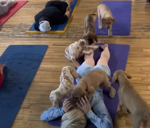 Студия йоги предлагает своим гостям совместные занятия со щенками