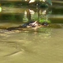 Власти пытаются установить местонахождение аллигатора, замеченного в реке