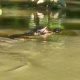 Власти пытаются установить местонахождение аллигатора, замеченного в реке