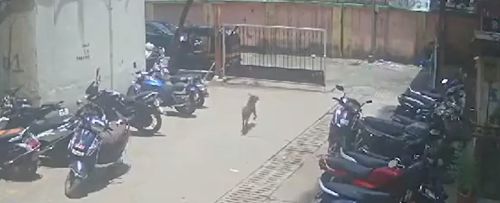 Женщина облила кислотой бездомную собаку, которая прогнала кошек