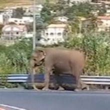 Слон, направлявшийся в супермаркет, удивил очевидцев