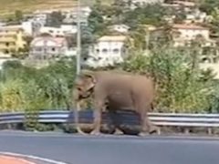 Слон, направлявшийся в супермаркет, удивил очевидцев