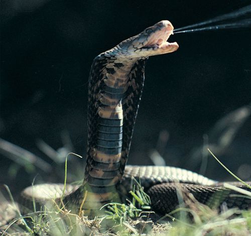 Хозяину сбежавшей кобры запретили держать дома рептилий