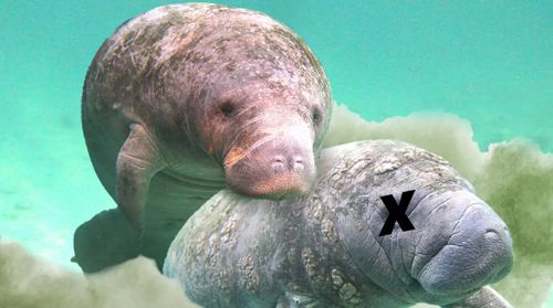 Самец ламантина, живший в океанариуме, скончался после интимного контакта с собственным братом