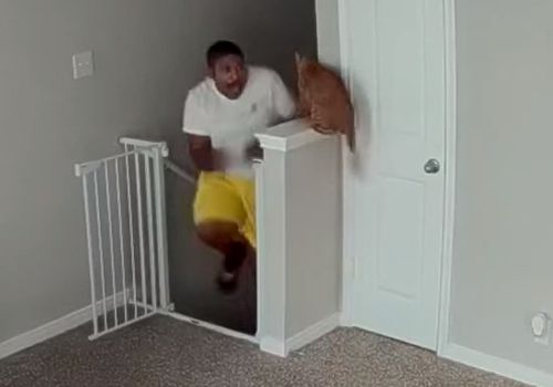 Кошка выжидала двадцать минут, чтобы напугать хозяина на лестнице
