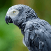 Убийцы попугая, жестоко пытавшие птицу, сядут в тюрьму