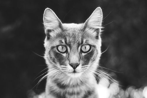Фотограф делает уличные портреты бездомных кошек, чтобы люди стали добрее к этим животным