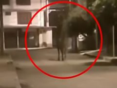Лошадь, которая по ночам бродит по улицам, горожане посчитали призраком