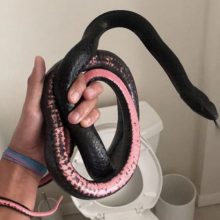Вернувшись из отпуска, домовладелица обнаружила в унитазе змею