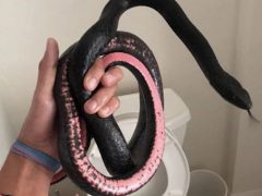 Вернувшись из отпуска, домовладелица обнаружила в унитазе змею