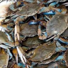 Рыбаки и экологи назвали голубых крабов «морскими убийцами» и призвали людей поедать этих созданий