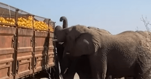 Слоны наелись апельсинов из сломавшегося грузовика