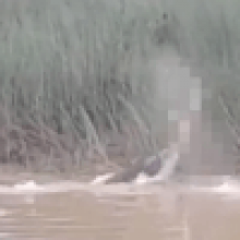 Крокодил убил женщину, пришедшую на реку постирать бельё
