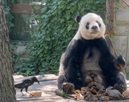 Панда, живущая в зоопарке, завела себе «ручную птичку»