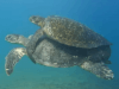 Погрузившись под воду, очевидец полюбовался на спаривающихся черепах