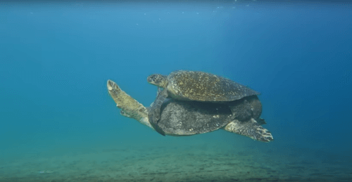 Погрузившись под воду, очевидец полюбовался на спаривающихся черепах